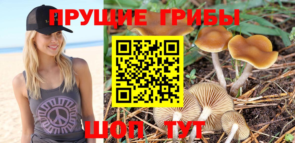Псилоцибиновые грибы Cubensis Свободный
