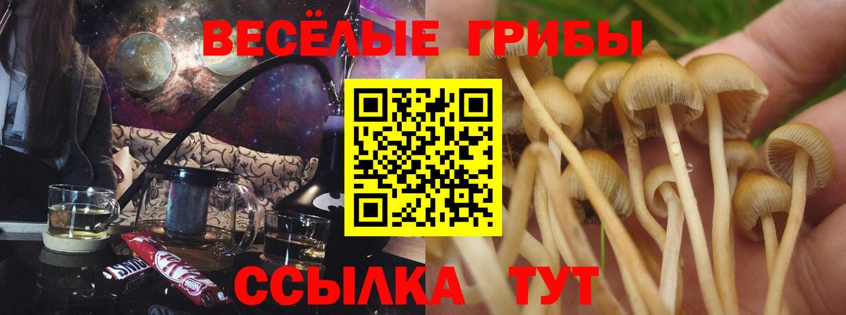 Свободный  Псилоцибиновые грибы MAGIC MUSHROOMS  Галлюциногенные грибы ЛСД  Вход с VPN 